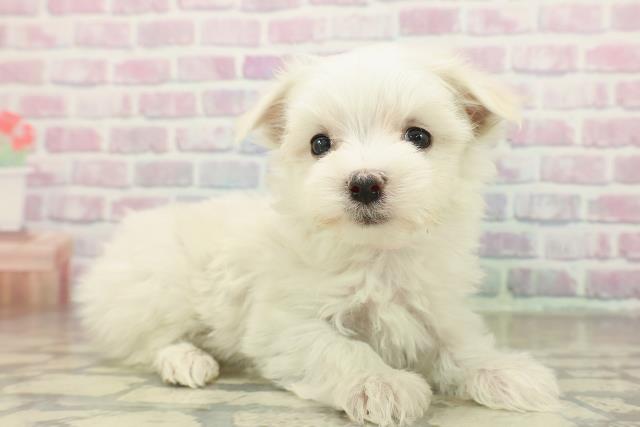 新潟県のマルチーズ (Coo&RIKU新潟西店/2025年11月15日生まれ/女の子/ホワイト)の子犬の3枚目の画像