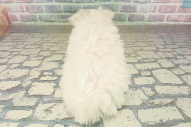 新潟県のマルチーズ (Coo&RIKU新潟西店/2025年11月15日生まれ/女の子/ホワイト)の子犬の4枚目の画像