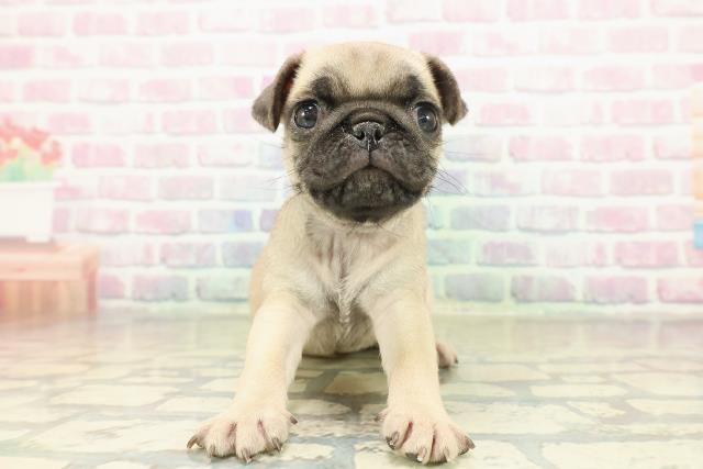 新潟県のパグ (Coo&RIKU新潟西店/2025年11月17日生まれ/男の子/フォーン)の子犬の1枚目の画像