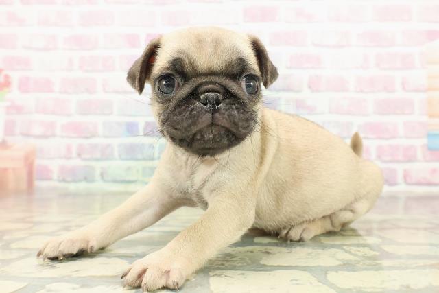 新潟県のパグ (Coo&RIKU新潟西店/2025年11月17日生まれ/男の子/フォーン)の子犬の2枚目の画像