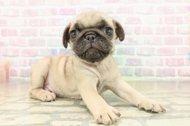 新潟県のパグ (Coo&RIKU新潟西店/2025年11月17日生まれ/男の子/フォーン)の子犬の3枚目の画像