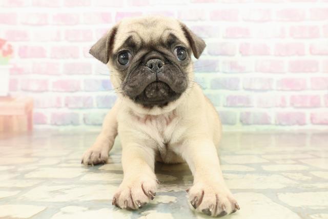 石川県のパグ (Coo&RIKUイオン野々市南店/2025年11月17日生まれ/女の子/フォーン)の子犬の1枚目の画像