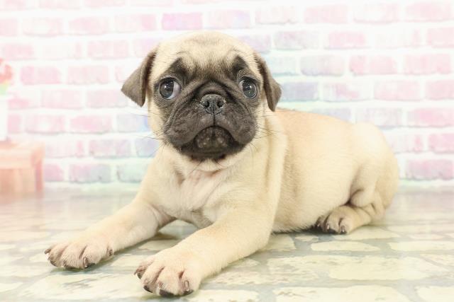 石川県のパグ (Coo&RIKUイオン野々市南店/2025年11月17日生まれ/女の子/フォーン)の子犬の2枚目の画像