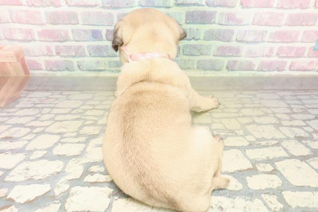 石川県のパグ (Coo&RIKUイオン野々市南店/2025年11月17日生まれ/女の子/フォーン)の子犬の4枚目の画像