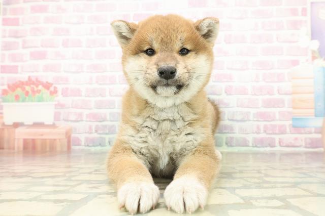 新潟県の柴犬(標準サイズ) (Coo&RIKU長岡店/2025年11月15日生まれ/女の子/赤)の子犬の1枚目の画像