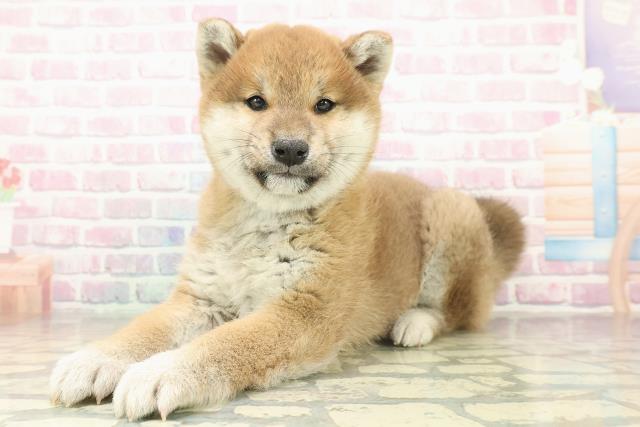 新潟県の柴犬(標準サイズ) (Coo&RIKU長岡店/2025年11月15日生まれ/女の子/赤)の子犬の2枚目の画像