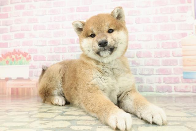 新潟県の柴犬(標準サイズ) (Coo&RIKU長岡店/2025年11月15日生まれ/女の子/赤)の子犬の3枚目の画像
