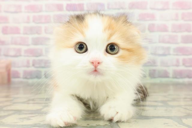 東京都のスコティッシュフォールド (Coo&RIKU大久保店/2025年11月15日生まれ/女の子/キャリコ)の子猫の1枚目の画像