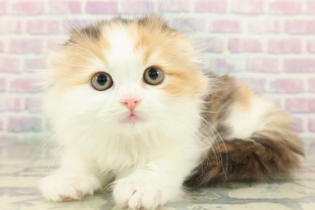 東京都のスコティッシュフォールド (Coo&RIKU大久保店/2025年11月15日生まれ/女の子/キャリコ)の子猫の2枚目の画像