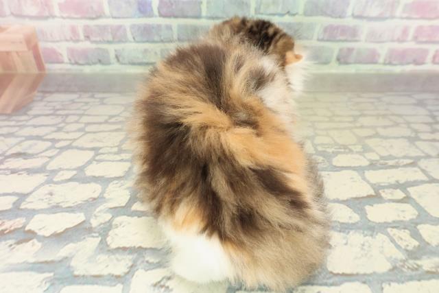 東京都のスコティッシュフォールド (Coo&RIKU大久保店/2025年11月15日生まれ/女の子/キャリコ)の子猫の4枚目の画像