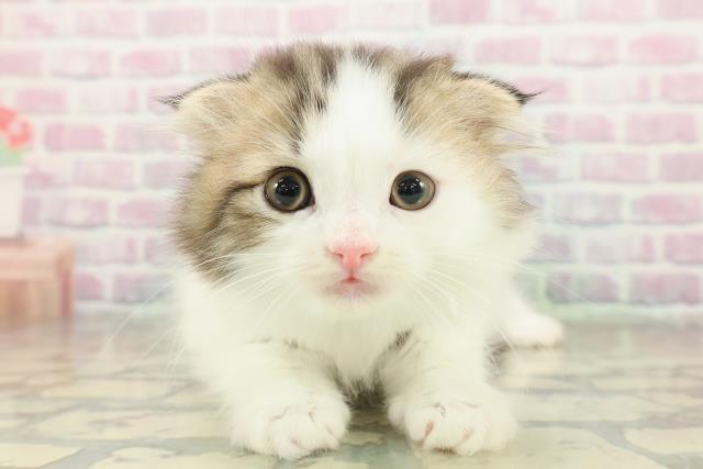 東京都のスコティッシュフォールド (Coo&RIKU三軒茶屋店/2025年11月15日生まれ/男の子/ブラウンタビーホワイト)の子猫の1枚目の画像