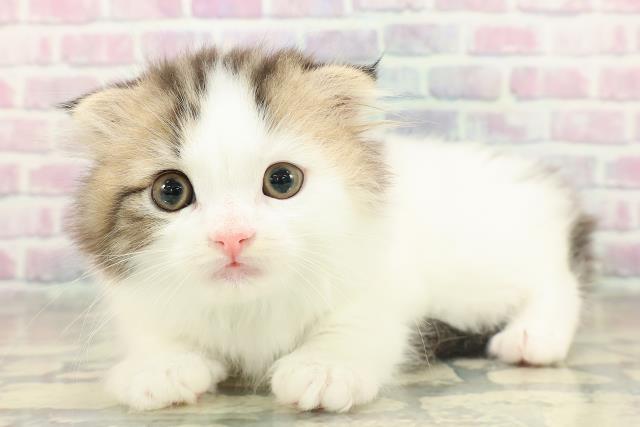 東京都のスコティッシュフォールド (Coo&RIKU三軒茶屋店/2025年11月15日生まれ/男の子/ブラウンタビーホワイト)の子猫の2枚目の画像