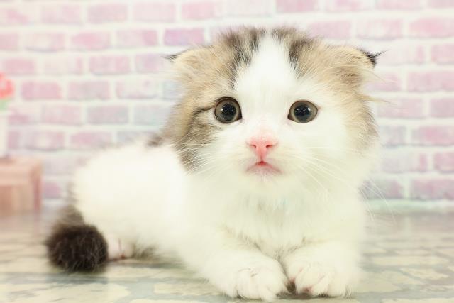 東京都のスコティッシュフォールド (Coo&RIKU三軒茶屋店/2025年11月15日生まれ/男の子/ブラウンタビーホワイト)の子猫の3枚目の画像