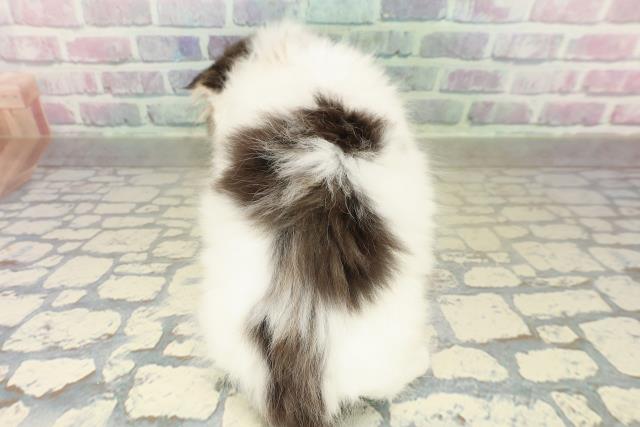 東京都のスコティッシュフォールド (Coo&RIKU三軒茶屋店/2025年11月15日生まれ/男の子/ブラウンタビーホワイト)の子猫の4枚目の画像