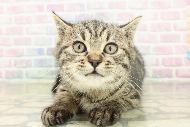 沖縄県のミヌエット (Coo&RIKU沖縄浦添店/2025年11月16日生まれ/女の子/ブラウンパッチドタビー)の子猫の1枚目の画像