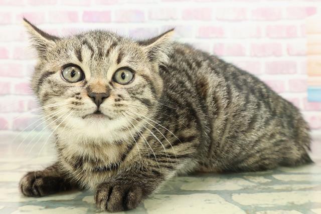 沖縄県のミヌエット (Coo&RIKU沖縄浦添店/2025年11月16日生まれ/女の子/ブラウンパッチドタビー)の子猫の2枚目の画像