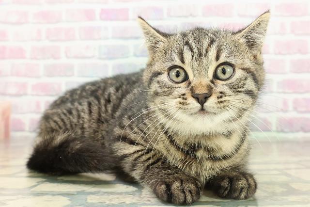 沖縄県のミヌエット (Coo&RIKU沖縄浦添店/2025年11月16日生まれ/女の子/ブラウンパッチドタビー)の子猫の3枚目の画像