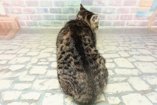 沖縄県のミヌエット (Coo&RIKU沖縄浦添店/2025年11月16日生まれ/女の子/ブラウンパッチドタビー)の子猫の4枚目の画像