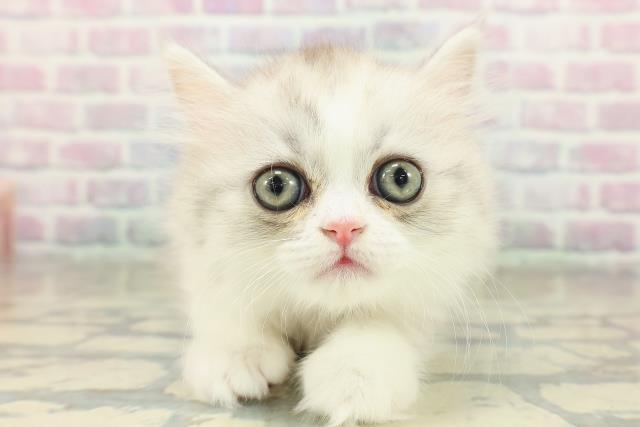 沖縄県のミヌエット (Coo&RIKUイオン北谷店/2025年11月17日生まれ/女の子/シルバーパッチドタビーホワイト)の子猫の1枚目の画像