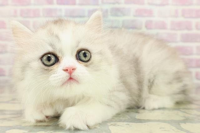 沖縄県のミヌエット (Coo&RIKUイオン北谷店/2025年11月17日生まれ/女の子/シルバーパッチドタビーホワイト)の子猫の2枚目の画像