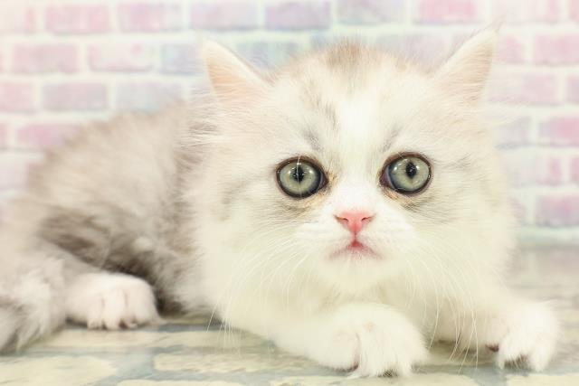 沖縄県のミヌエット (Coo&RIKUイオン北谷店/2025年11月17日生まれ/女の子/シルバーパッチドタビーホワイト)の子猫の3枚目の画像