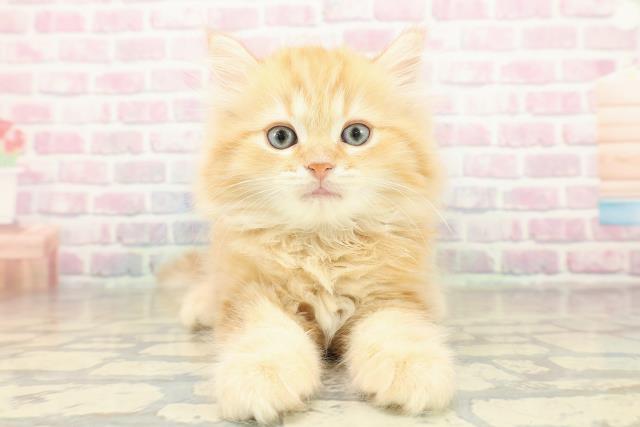 群馬県のマンチカン (Coo&RIKU高崎店/2025年11月12日生まれ/男の子/レッドタビー)の子猫