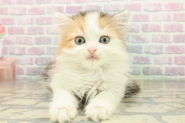 神奈川県のマンチカン (Coo&RIKU相模原店/2025年11月12日生まれ/女の子/キャリコ)の子猫