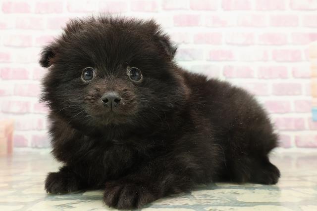 長野県のポメラニアン (Coo&RIKU長野店/2025年11月17日生まれ/女の子/ブラック)の子犬の2枚目の画像