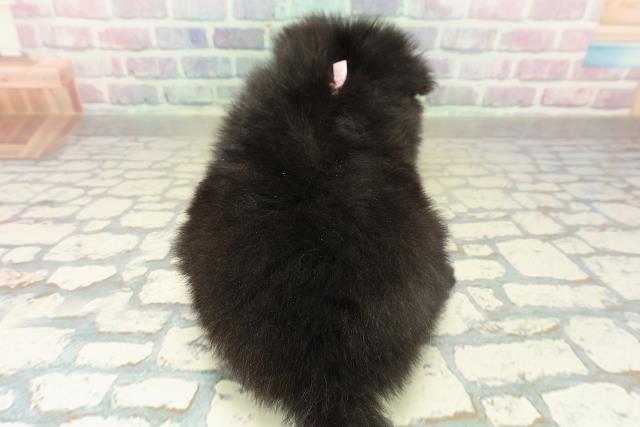 長野県のポメラニアン (Coo&RIKU長野店/2025年11月17日生まれ/女の子/ブラック)の子犬の4枚目の画像