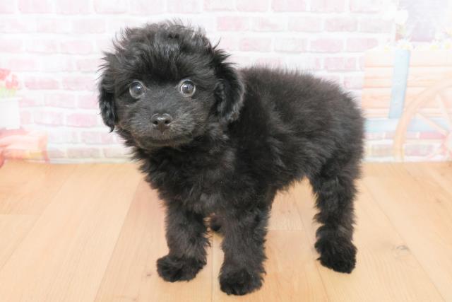 福島県のポメプー(ポメラニアン×プードル) (Coo&RIKU郡山店/2025年11月15日生まれ/男の子/ブラック)の子犬の2枚目の画像