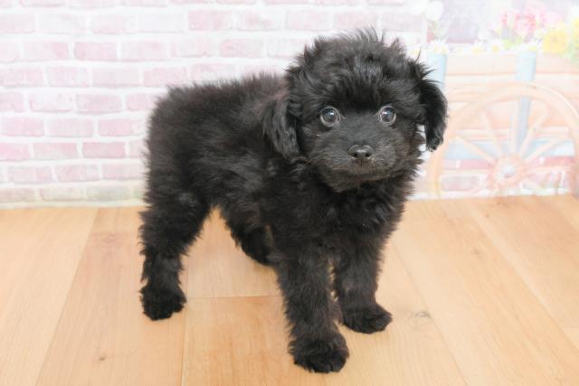 福島県のポメプー(ポメラニアン×プードル) (Coo&RIKU郡山店/2025年11月15日生まれ/男の子/ブラック)の子犬の3枚目の画像