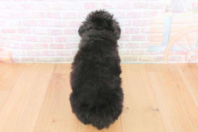 福島県のポメプー(ポメラニアン×プードル) (Coo&RIKU郡山店/2025年11月15日生まれ/男の子/ブラック)の子犬の4枚目の画像