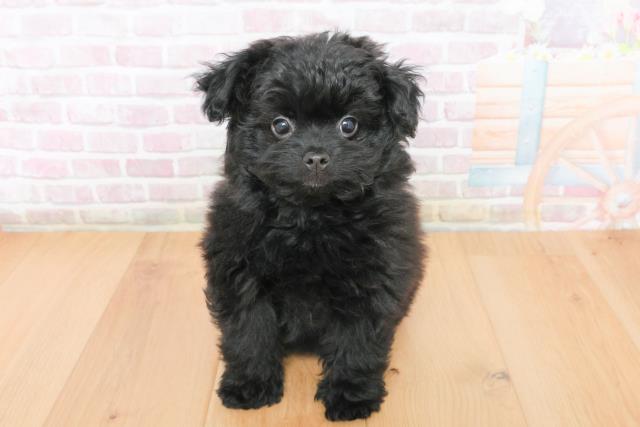 山形県のポメプー(ポメラニアン×プードル) (Coo&RIKU山形店/2025年11月15日生まれ/女の子/ブラック)の子犬