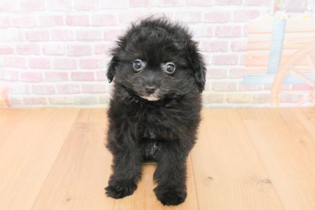 宮城県のポメプー(ポメラニアン×プードル) (Coo&RIKU石巻店/2025年11月15日生まれ/女の子/ブラック)の子犬