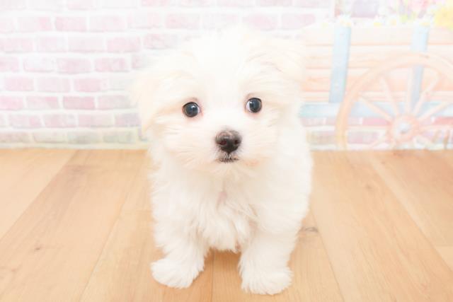 福島県のマルチーズ (Coo&RIKU郡山店/2025年11月15日生まれ/男の子/ホワイト)の子犬