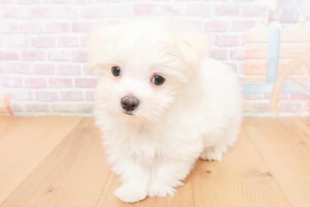 福島県のマルチーズ (Coo&RIKU郡山店/2025年11月15日生まれ/男の子/ホワイト)の子犬の2枚目の画像