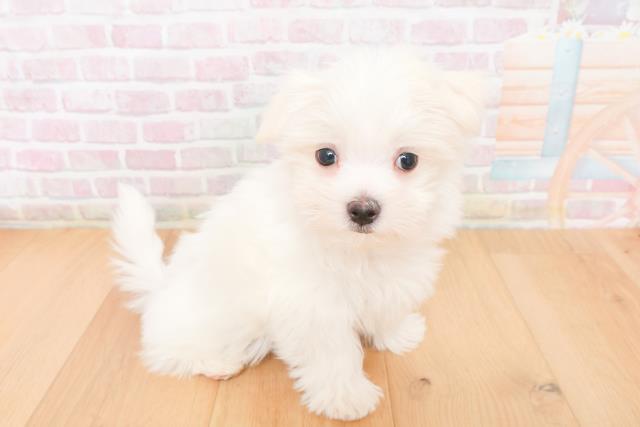 福島県のマルチーズ (Coo&RIKU郡山店/2025年11月15日生まれ/男の子/ホワイト)の子犬の3枚目の画像