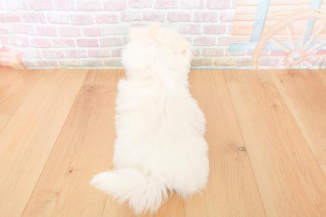 福島県のマルチーズ (Coo&RIKU郡山店/2025年11月15日生まれ/男の子/ホワイト)の子犬の4枚目の画像