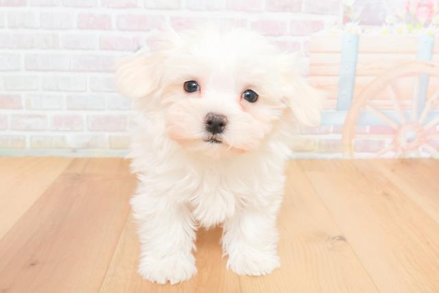 岩手県のマルチーズ (Coo&RIKU岩手盛岡店/2025年11月15日生まれ/女の子/ホワイト)の子犬の1枚目の画像