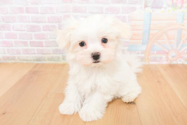 岩手県のマルチーズ (Coo&RIKU岩手盛岡店/2025年11月15日生まれ/女の子/ホワイト)の子犬の2枚目の画像
