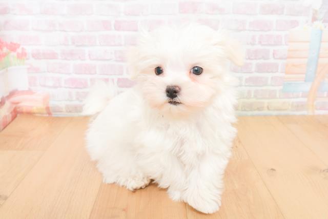 岩手県のマルチーズ (Coo&RIKU岩手盛岡店/2025年11月15日生まれ/女の子/ホワイト)の子犬の3枚目の画像