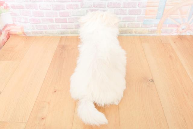 岩手県のマルチーズ (Coo&RIKU岩手盛岡店/2025年11月15日生まれ/女の子/ホワイト)の子犬の4枚目の画像