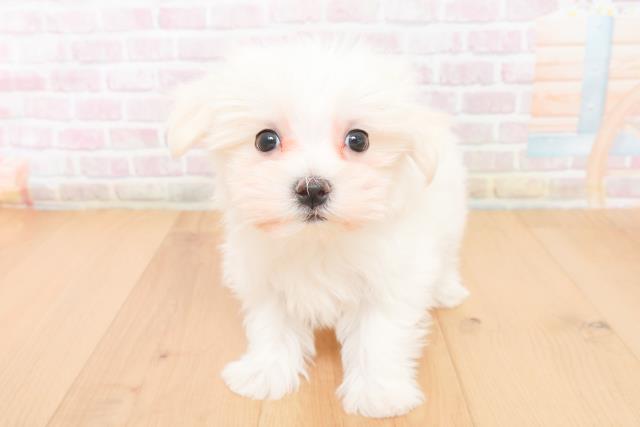 茨城県のマルチーズ (Coo&RIKU日立店/2025年11月15日生まれ/女の子/ホワイト)の子犬の1枚目の画像