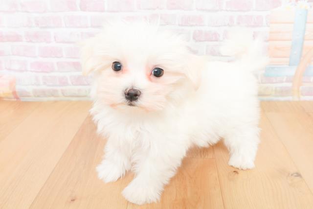 茨城県のマルチーズ (Coo&RIKU日立店/2025年11月15日生まれ/女の子/ホワイト)の子犬の2枚目の画像