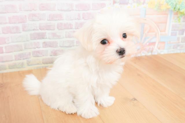 茨城県のマルチーズ (Coo&RIKU日立店/2025年11月15日生まれ/女の子/ホワイト)の子犬の3枚目の画像