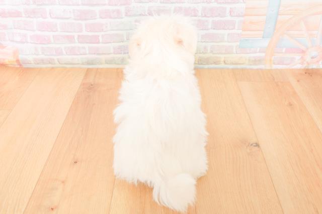 茨城県のマルチーズ (Coo&RIKU日立店/2025年11月15日生まれ/女の子/ホワイト)の子犬の4枚目の画像