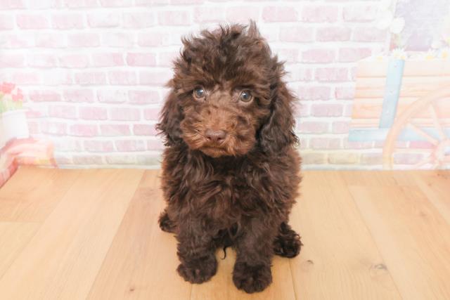 岩手県のトイプードル(トイ) (Coo&RIKU一関店/2025年11月15日生まれ/男の子/ブラウン)の子犬