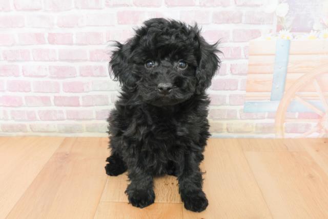 トイ・プードル