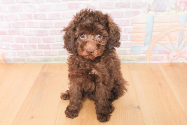 トイ・プードル