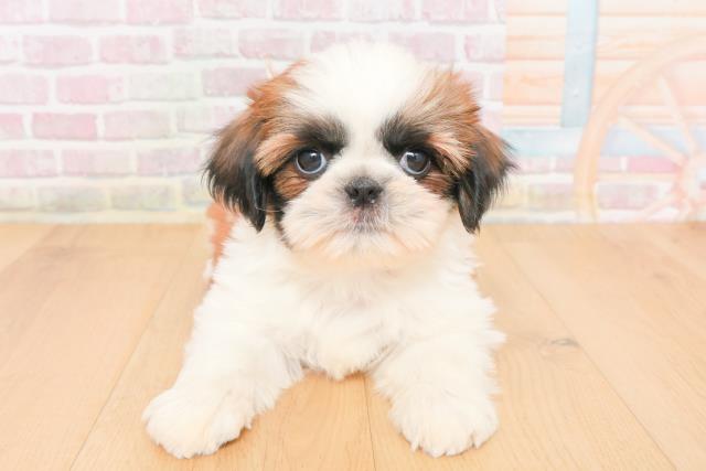 岩手県のシーズー (Coo&RIKU一関店/2025年11月16日生まれ/男の子/ゴールドホワイト)の子犬